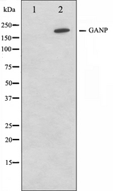 MCM3AP / GANP Antibody - Western blot analysis on NIH-3T3 cell lysates using GANP antibody. The lane on the left is treated with the antigen-specific peptide.