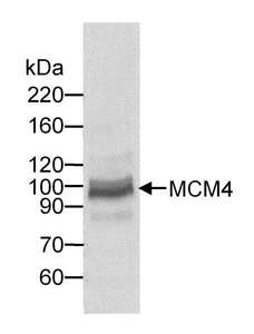 MCM4 Antibody - Detection of Human MCM4 by Western Blot. Sample: Whole cell lysate (60 ug) from HeLa cells. Antibody: Affinity purified goat anti-MCM4 used at 0.25 ug/ml. Detection: Chemiluminescence.