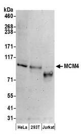 MCM4 Antibody - Detection of human MCM4 by western blot. Samples: Whole cell lysate (50 µg) from HeLa, HEK293T, and Jurkat cells prepared using NETN lysis buffer. Antibodies: Affinity purified goat anti-MCM4 antibody used for WB at 0.1 µg/ml. Detection: Chemiluminescence with an exposure time of 3 minutes.