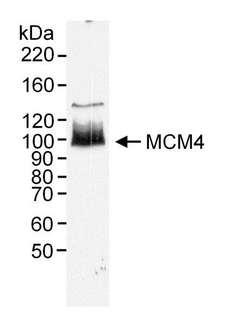 MCM4 Antibody - Detection of Human MCM4 by Western Blot. Sample: RIPA extract (50 ug) from HeLa cells. Antibody: Affinity purified rabbit anti-MCM4 used at 0.2 ug/ml. Detection: Chemiluminescence.