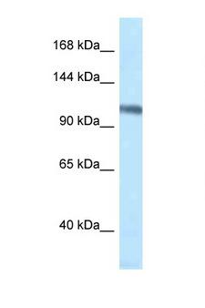 MCM4 Antibody - MCM4 antibody Western blot of Rat Brain lysate. Antibody concentration 1 ug/ml.  This image was taken for the unconjugated form of this product. Other forms have not been tested.