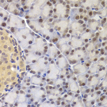 MCM4 Antibody - Immunohistochemistry of paraffin-embedded rat pancreas.
