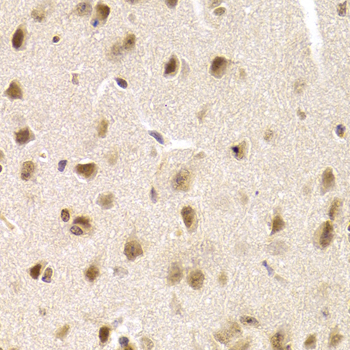 MCM4 Antibody - Immunohistochemistry of paraffin-embedded mouse brain tissue.