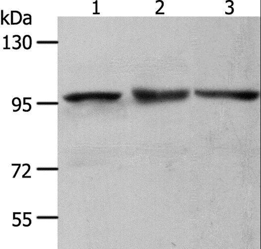 MCM4 Antibody - Western blot analysis of NIH/3T3, HeLa and K562 cell, using MCM4 Polyclonal Antibody at dilution of 1:700.