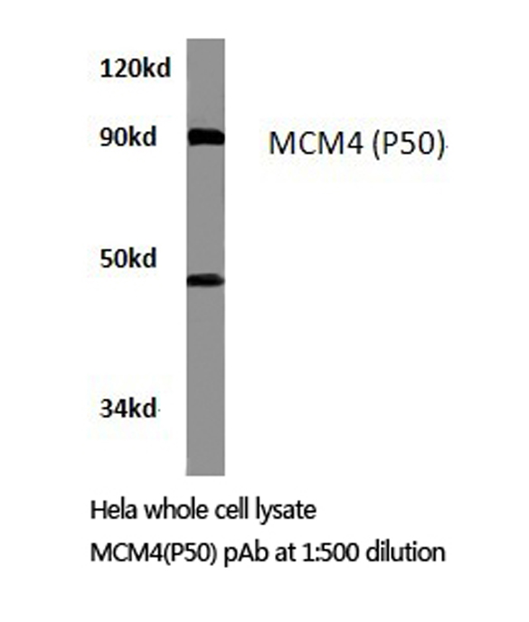 MCM4 Antibody - Western blot of MCM4 (P50) pAb in extracts from HeLa cells.