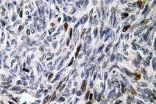 MCM4 Antibody - IHC of MCM4 (P50) pAb in paraffin-embedded human testis tissue.