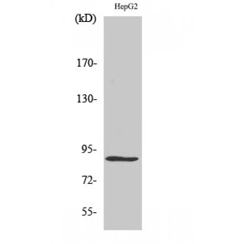 MCM5 Antibody - Western blot of CDC46 antibody