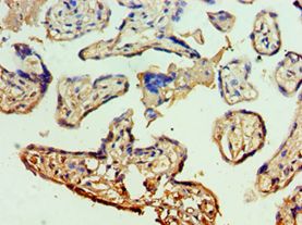 MCM5 Antibody - Immunohistochemistry of paraffin-embedded human placenta using antibody at 1:100 dilution.