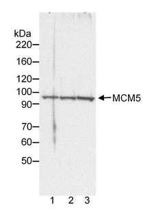 MCM5 Antibody - Detection of Human MCM5 by Western Blot. Samples: Whole cell lysate (3.8, 7.5 or 15 ug for lanes 1, 2 and 3, respectively) from HeLa cells. Antibody: Affinity purified rabbit anti-MCM5 used at 0.2 ug/ml. Detection: Chemiluminescence with 1 minute exposure.