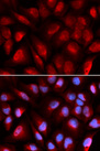 MCM5 Antibody - Immunofluorescence analysis of U20S cells.