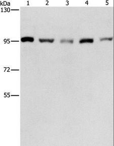MCM5 Antibody - Western blot analysis of HepG2, K562, Jurkat, 231 and HeLa cell, using MCM5 Polyclonal Antibody at dilution of 1:475.
