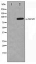 MCM5 Antibody - Western blot of HepG2 cell lysate using MCM5 Antibody