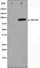 MCM5 Antibody - Western blot analysis on HepG2 cell lysates using MCM5 antibody. The lane on the left is treated with the antigen-specific peptide.