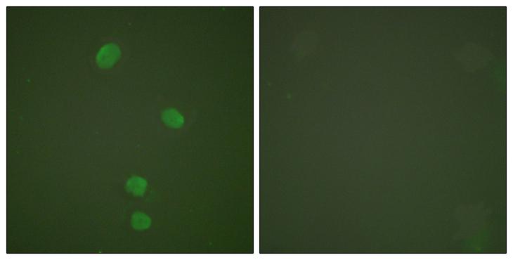 MCM5 Antibody - Peptide - + Immunofluorescence analysis of HepG2 cells, using MCM5 antibody.