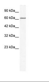 MCM5 Antibody - HepG2 Cell Lysate.  This image was taken for the unconjugated form of this product. Other forms have not been tested.