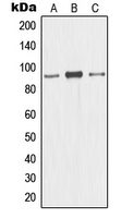 MCM5 Antibody - Western blot analysis of CDC46 expression in HL60 (A); HeLa (B); HepG2 (C) whole cell lysates.