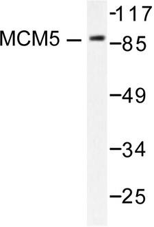 MCM5 Antibody - Western blot of MCM5 (F51) pAb in extracts from HepG2 cells.