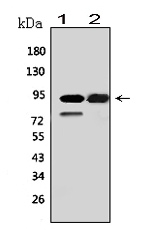 MCM6 Antibody - Western blot analysis of MCM6 using anti-MCM6 antibody. Electrophoresis was performed on a 5-20% SDS-PAGE gel at 70V (Stacking gel) / 90V (Resolving gel) for 2-3 hours. The sample well of each lane was loaded with 50ug of sample under reducing conditions. Lane 1: mouse small intestine tissue lysates, Lane 2: mouse spleen tissue lysates, After Electrophoresis, proteins were transferred to a Nitrocellulose membrane at 150mA for 50-90 minutes. Blocked the membrane with 5% Non-fat Milk/ TBS for 1.5 hour at RT. The membrane was incubated with rabbit anti-MCM6 antigen affinity purified polyclonal antibody at 0.5 µg/mL overnight at 4°C, then washed with TBS-0.1% Tween 3 times with 5 minutes each and probed with a goat anti-rabbit IgG-HRP secondary antibody at a dilution of 1:10000 for 1.5 hour at RT. The signal is developed using an Enhanced Chemiluminescent detection (ECL) kit with Tanon 5200 system. A specific band was detected for MCM6 at approximately 93KD. The expected band size for MCM6 is at 93KD.