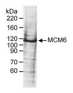MCM6 Antibody - Detection of Human MCM6 by Western Blot. Sample: Whole cell lysate (60 ug) from HeLa cells. Antibody: Affinity purified goat anti-MCM6 used at 0.25 ug/ml. Detection: Chemiluminescence.