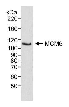 MCM6 Antibody - Detection of Human MCM6 by Western Blot. Sample: RIPA extract (50 ug) from HeLa cells. Antibody: Affinity purified rabbit anti-MCM6 used at 0.2 ug/ml. Detection: Chemiluminescence.