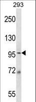 MCM6 Antibody - MCM6 Antibody western blot of 293 cell line lysates (35 ug/lane). The MCM6 antibody detected the MCM6 protein (arrow).
