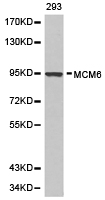 MCM6 Antibody - Western blot of extracts of 293 cell lines, using MCM6 antibody.