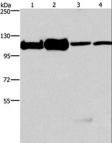 MCM6 Antibody - Western blot analysis of 293T, K562, NIH/3T3 and HeLa cell, using MCM6 Polyclonal Antibody at dilution of 1:500.