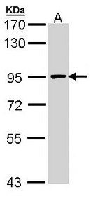 MCM7 Antibody - Sample (30 ug of whole cell lysate). A: H1299. 7.5% SDS PAGE. MCM7 antibody diluted at 1:1000.