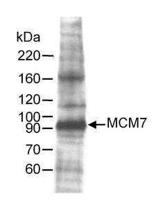 MCM7 Antibody - Detection of Human MCM7 by Western Blot. Sample: Whole cell lysate (60 ug) from HeLa cells. Antibody: Affinity purified goat anti-MCM7 used at 0.25 ug/ml. Detection: Chemiluminescence.