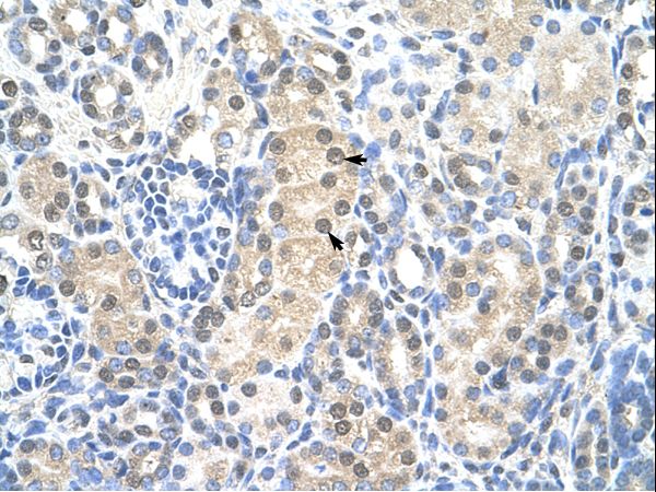 MCM7 Antibody - MCM7 antibody ARP36652_T100-NP_005907-MCM7 (minichromosome maintenance complex component 7) Antibody was used in IHC to stain formalin-fixed, paraffin-embedded human kidney.  This image was taken for the unconjugated form of this product. Other forms have not been tested.