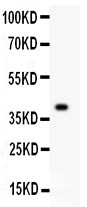MCM7 Antibody - MCM7 antibody Western blot. All lanes: Anti MCM7 at 0.5 ug/ml. WB: Recombinant Human MCM7 Protein 0.5ng. Predicted band size: 39 kD. Observed band size: 39 kD.