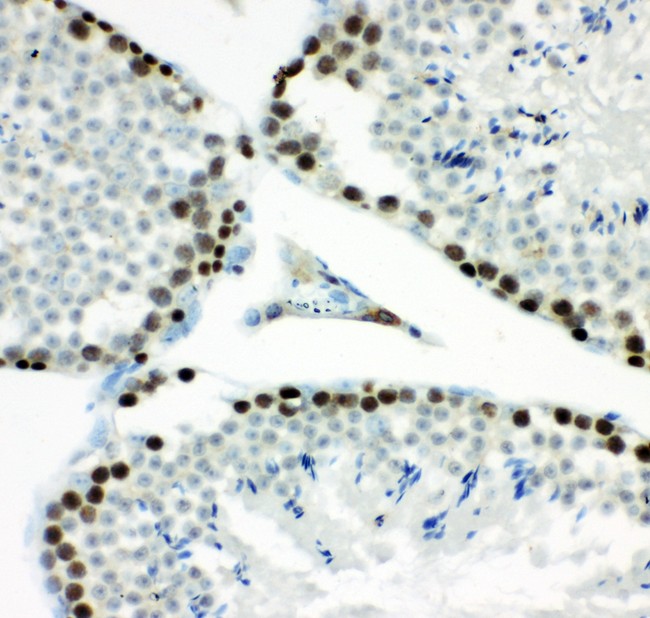 MCM7 Antibody - MCM7 antibody IHC-paraffin: Mouse Testis Tissue.