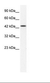 MCM7 Antibody - HepG2 Cell Lysate.  This image was taken for the unconjugated form of this product. Other forms have not been tested.