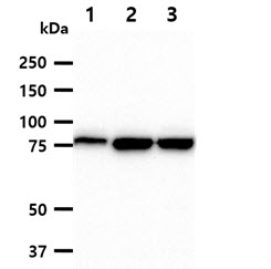 MCM7 Antibody - The cell lysates (40ug) were resolved by SDS-PAGE, transferred to PVDF membrane and probed with anti-human MCM7 antibody (1:1000). Proteins were visualized using a goat anti-mouse secondary antibody conjugated to HRP and an ECL detection system. Lane 1.: HeLa cell lysate Lane 2.: Jurkat cell lysate Lane 3.: K562 cell lysate