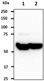 MCM7 Antibody - The cell lysates (40ug) were resolved by SDS-PAGE, transferred to PVDF membrane and probed with anti-human MCM7 antibody (1:1000). Proteins were visualized using a goat anti-mouse secondary antibody conjugated to HRP and an ECL detection system. Lane 1.: HeLa cell lysate Lane 2.: HepG2 cell lysate