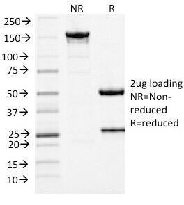 MCM7 Antibody - SDS-PAGE Analysis of Purified, BSA-Free MCM7 Antibody (clone MCM7/1467). Confirmation of Integrity and Purity of the Antibody.