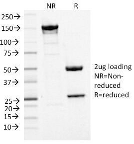 MCM7 Antibody - SDS-PAGE Analysis of Purified, BSA-Free MCM7 Antibody (clone MCM7/1468). Confirmation of Integrity and Purity of the Antibody.
