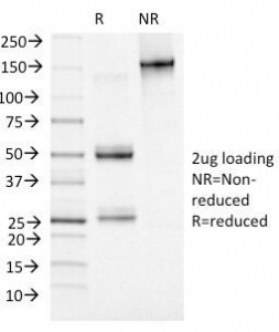 MCM7 Antibody - SDS-PAGE Analysis of Purified, BSA-Free MCM7 Antibody (clone MCM7/1469). Confirmation of Integrity and Purity of the Antibody.
