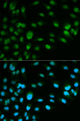 MCM7 Antibody - Immunofluorescence analysis of HeLa cells using MCM7 antibody. Blue: DAPI for nuclear staining.