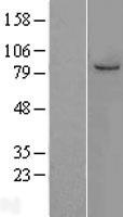 MCM7 Protein - Western validation with an anti-DDK antibody * L: Control HEK293 lysate R: Over-expression lysate