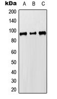 MCM8 Antibody - Western blot analysis of MCM8 expression in HEK293T (A); Raw264.7 (B); H9C2 (C) whole cell lysates.