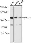 MCM8 Antibody - Western blot analysis of extracts of various cell lines using MCM8 Polyclonal Antibody at dilution of 1:3000.
