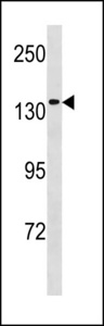 MCM9 Antibody - MCM9 Antibody western blot of 293 cell line lysates (35 ug/lane). The MCM9 antibody detected the MCM9 protein (arrow).