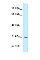 MCNAA / BPHL Antibody - BPHL antibody Western blot of 1 Cell lysate. Antibody concentration 1 ug/ml.  This image was taken for the unconjugated form of this product. Other forms have not been tested.