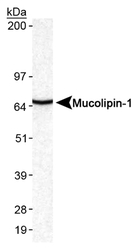 MCOLN1 / Mucolipin 1 Antibody - Detection of Mucolipin-1 in mouse brain lysates.  This image was taken for the unconjugated form of this product. Other forms have not been tested.