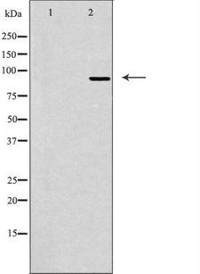 MCPH1 Antibody - Western blot analysis of extracts of K562 cells using MCPH1 antibody. The lane on the left is treated with the antigen-specific peptide. 