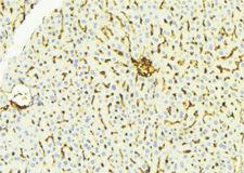 MCPH1 Antibody - 1:100 staining mouse liver tissue by IHC-P. The sample was formaldehyde fixed and a heat mediated antigen retrieval step in citrate buffer was performed. The sample was then blocked and incubated with the antibody for 1.5 hours at 22°C. An HRP conjugated goat anti-rabbit antibody was used as the secondary.