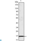 MCPT1 / Mast Cell Protease 1 Antibody - Western Blot (WB) analysis using MCP-1 Monoclonal Antibody against truncated MCP-1 recombinant protein.