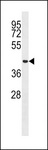 MCRS1 / MSP58 Antibody - MCRS1 Antibody western blot of HepG2 cell line lysates (35 ug/lane). The MCRS1 antibody detected the MCRS1 protein (arrow).