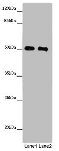 MCRS1 / MSP58 Antibody - Western blot All Lanes: MCRS1 antibody at 8 ug/ml Lane 1: Jurkat whole cell lysate Lane 2: Hela whole cell lysate Secondary Goat polyclonal to rabbit IgG at 1/10000 dilution Predicted band size: 52,54,51,32 kDa Observed band size: 52 kDa